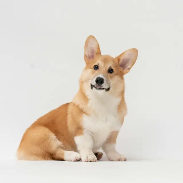 Bild på en hundförsäkrad Corgi från Petson