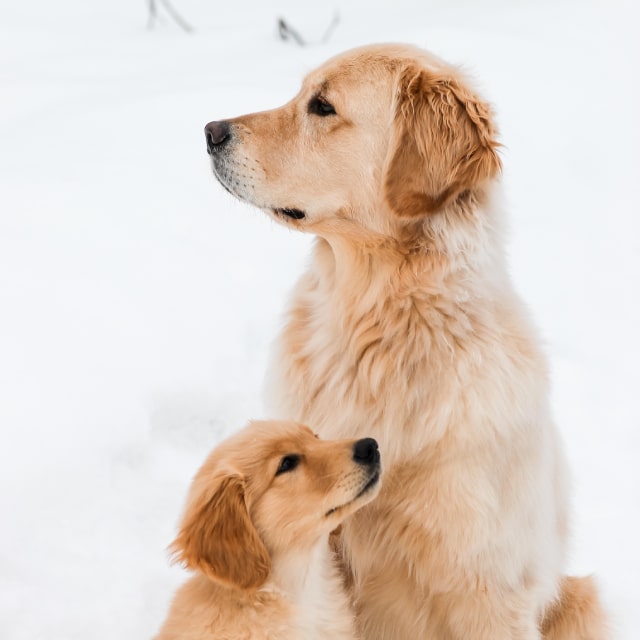 Hund av rasen Golden retriever med sin valp