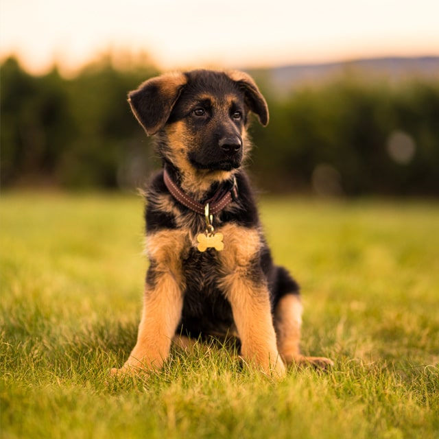 Tysk schäferhund valp